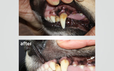 CleanyTeeth before and after pictures