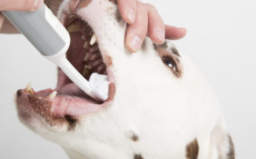 Cleany Teeth for use at home