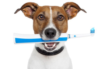 dog teeth cleaning