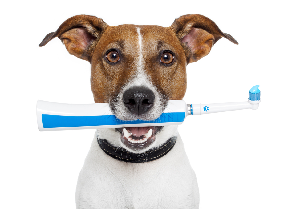 dog teeth cleaning