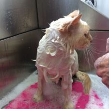 Cat bathing