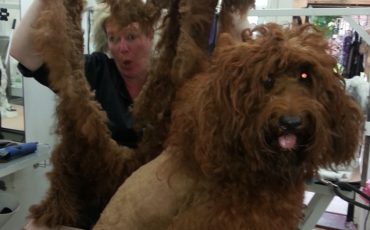 Heidi is surprised at how much hair is removed from a matted dog.