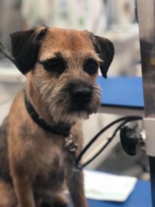 Dog grooming Courses Absolutely Animals