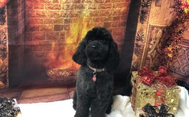 Get your FREE Christmas after grooming picture!