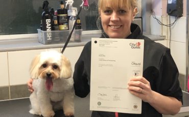 How do you become a dog groomer?