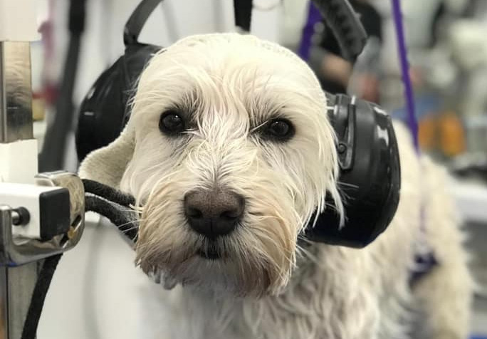 dog grooming