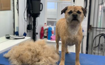 Why take your dog to a groomer?
