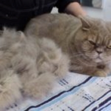 Fantastic Cat Moulting Comb Finish