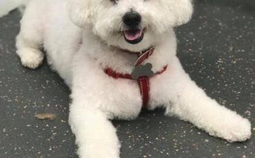 A Shaggy Dog Story 2019