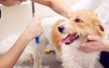 The difference between a full groom and a bath and brush service
