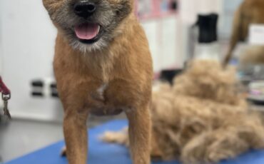 Senior Dog Grooming: What to Change as Your Dog Ages