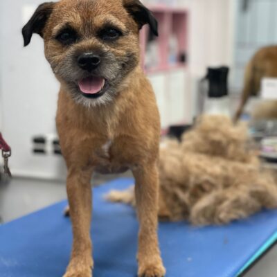 dog hand stripping