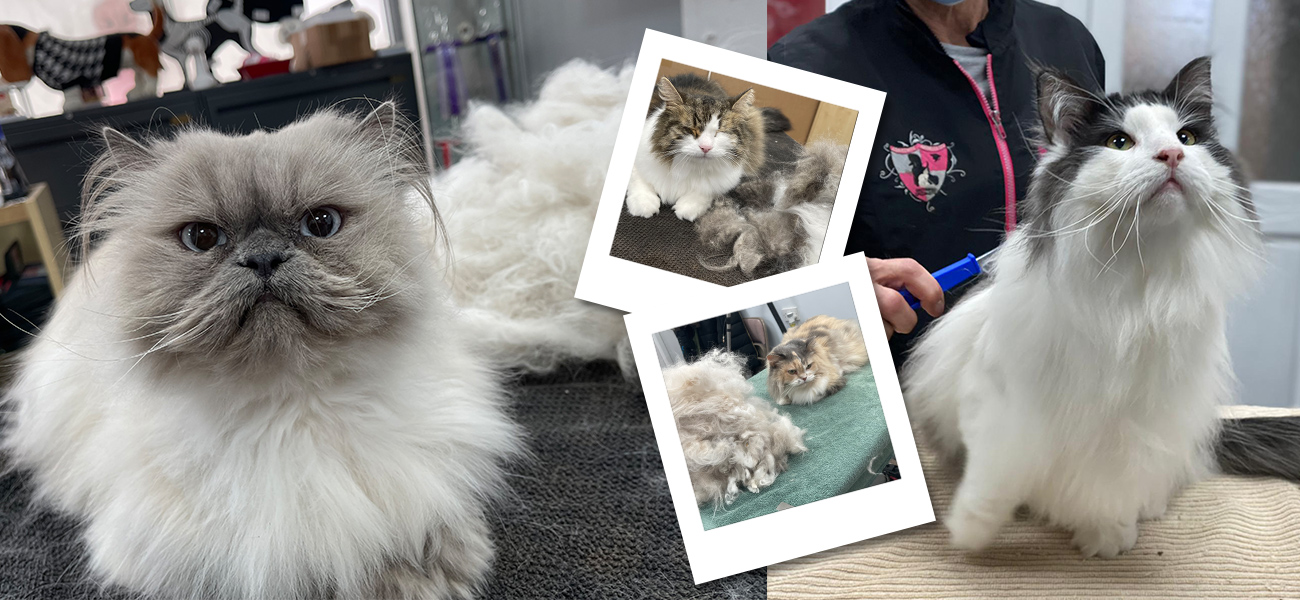 cat grooming groom out