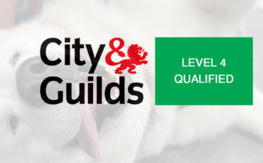 Becoming a dog groomer: Your questions answered