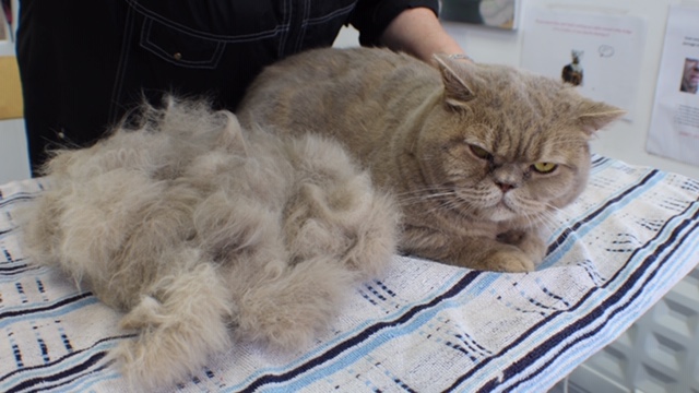 Fantastic Cat Moulting Comb Finish