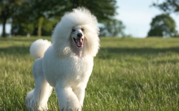 Animal Grooming School