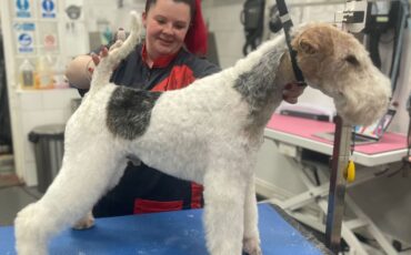 10 important questions about dog grooming