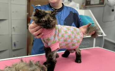 2023 Cat Review by Suzanne