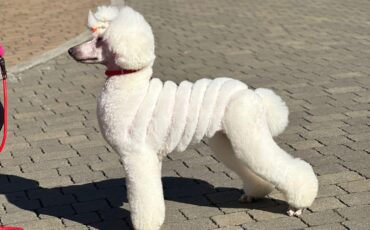 Tiffany, the Standard Poodle, get's a transformation.