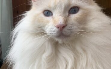 Judge, beautiful cat review by Natasha Evans