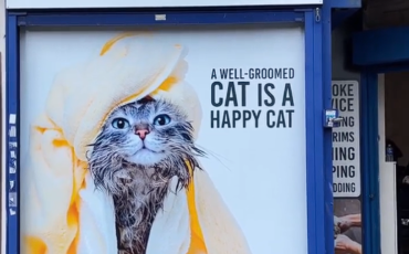 New Cat Grooming Salon Open!