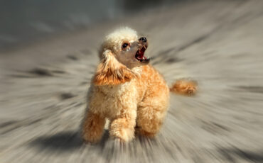 Is It Scary to Groom a Difficult Dog?