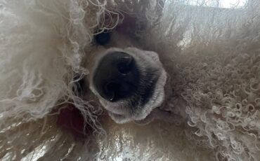 Dog Grooming Courses: Your Kent Gateway to a New Career