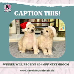 Caption competition puppies