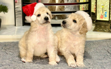 Caption This! What are these cheeky pups saying?