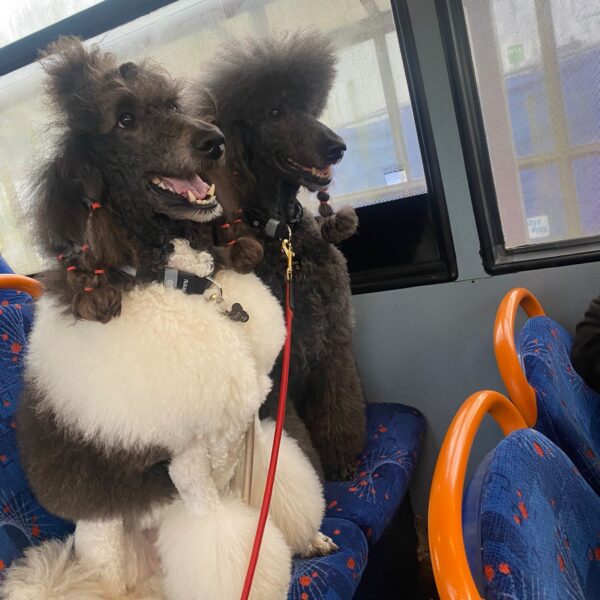 Ettie & Aria Poodles