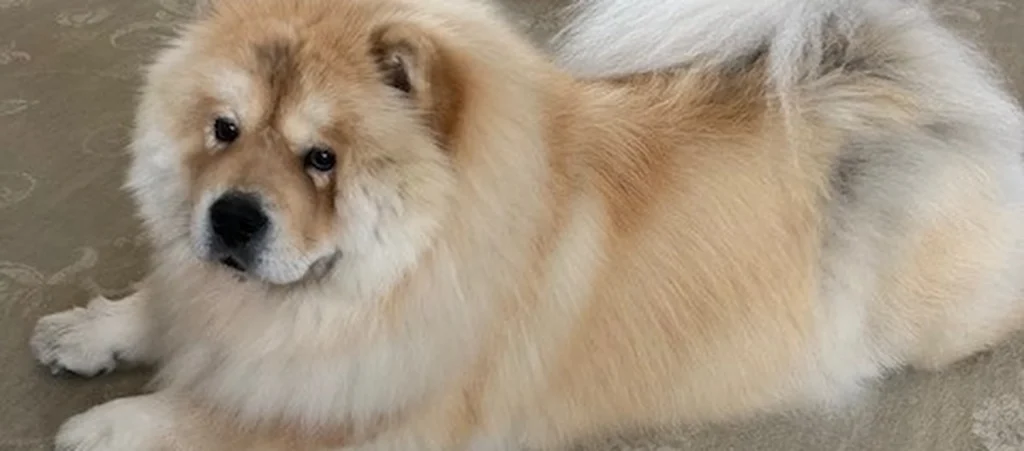 Groomed dog