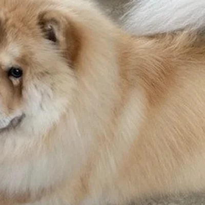 Groomed dog