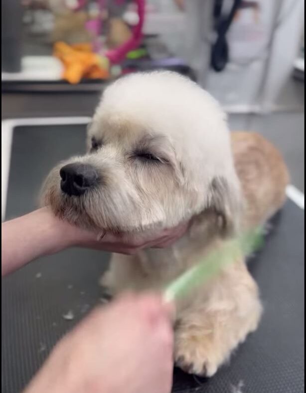 Watch the most relaxed dog at Absolutely Animals!!