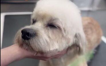 Watch the most relaxed dog at Absolutely Animals!!