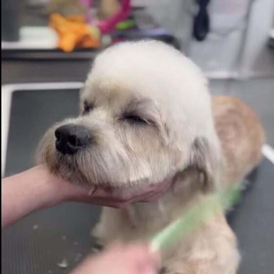 groominng-video-2025-07-29