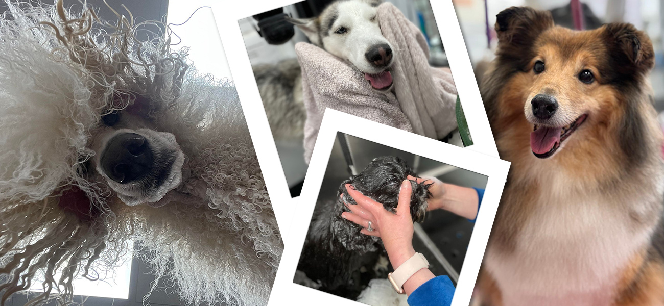 dog bath and dry