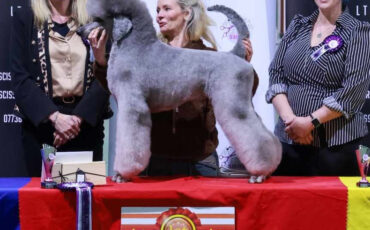 The Grooming Show – 1st Place Poodle Open!